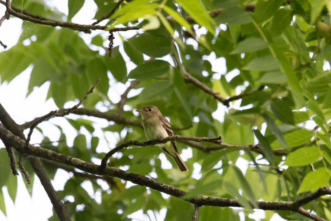 Acadian Flycatcher - ML620013660