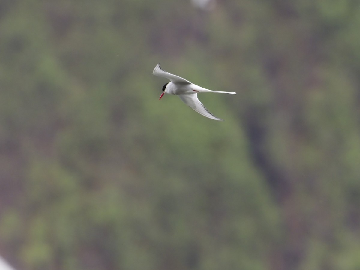 Arctic Tern - ML620013662