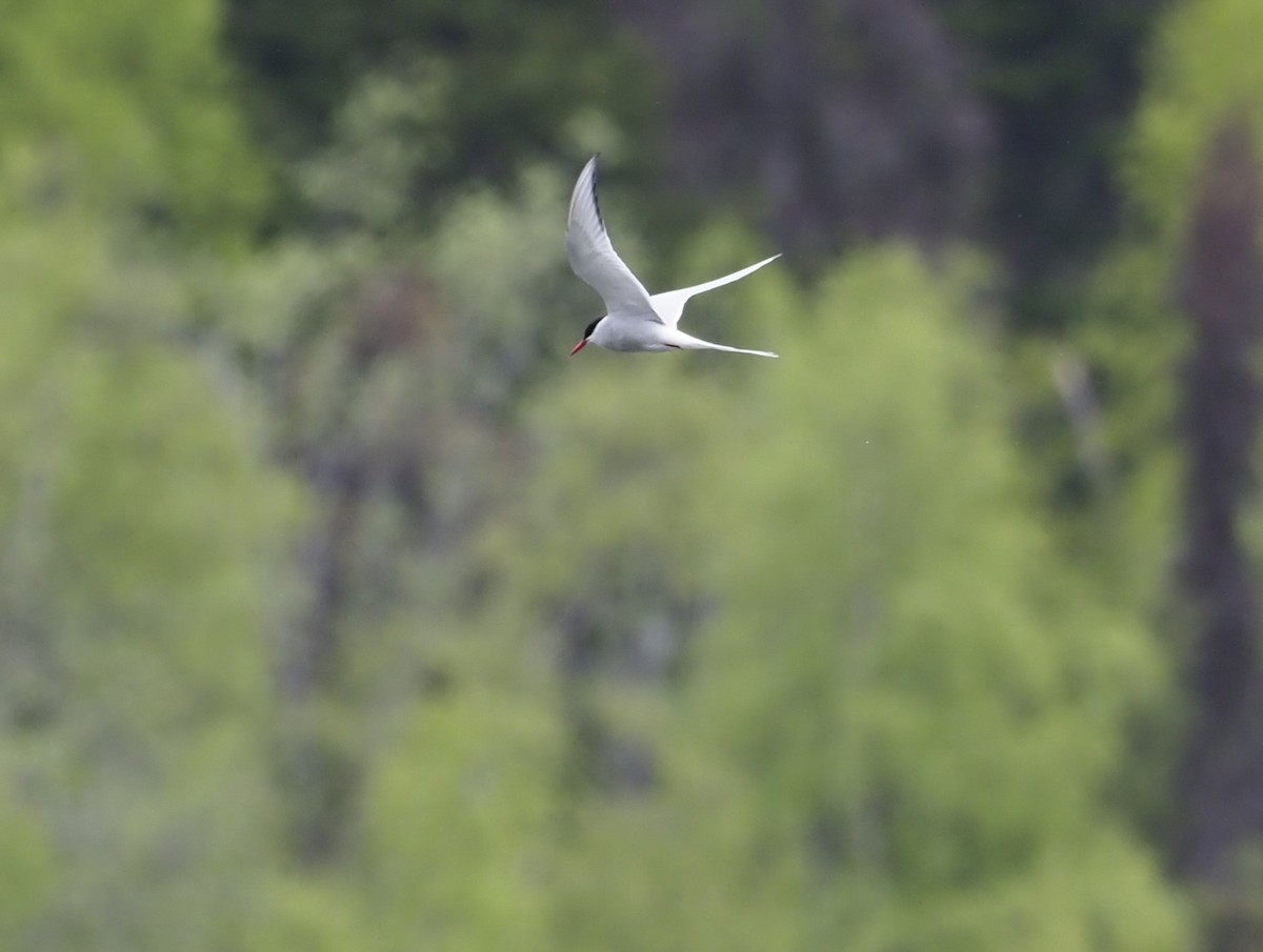 Arctic Tern - ML620013663