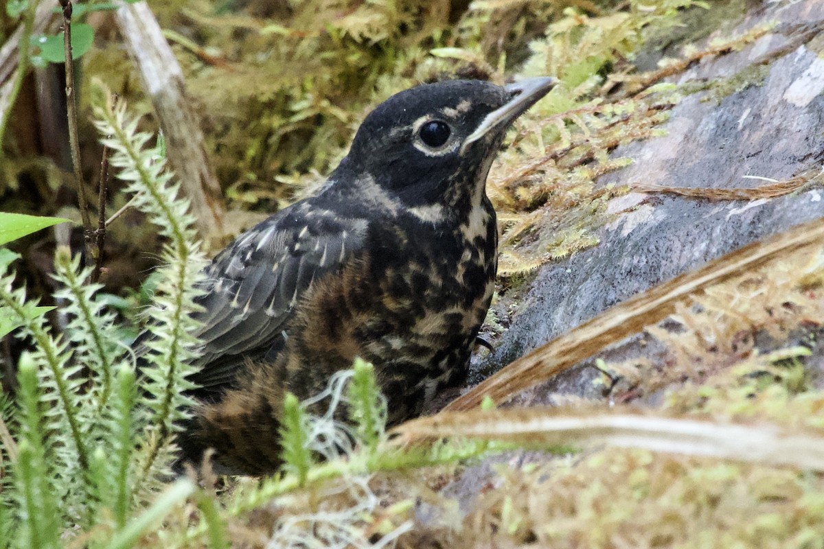 American Robin - ML620013665