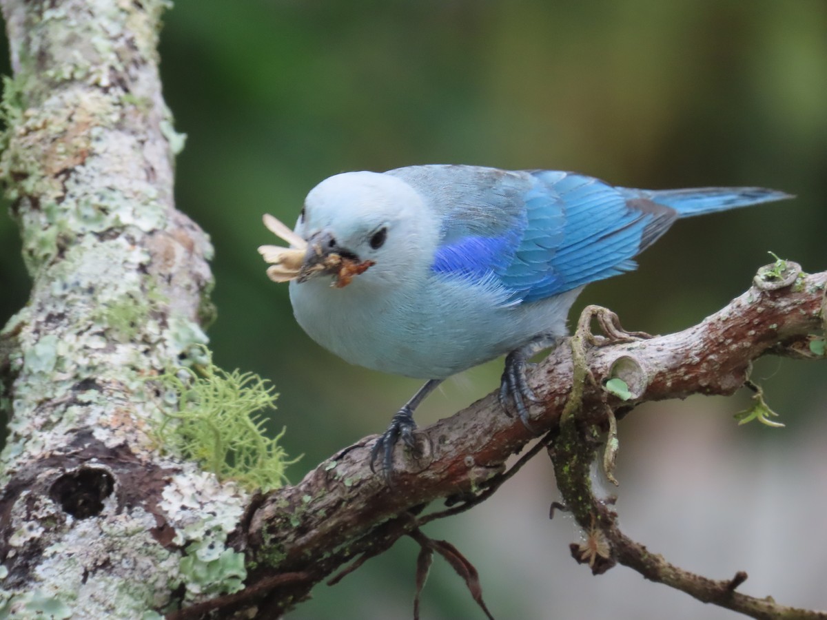 Blue-gray Tanager - ML620013672