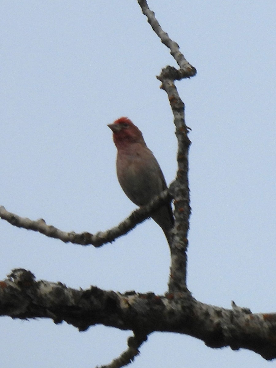 Cassin's Finch - ML620013673