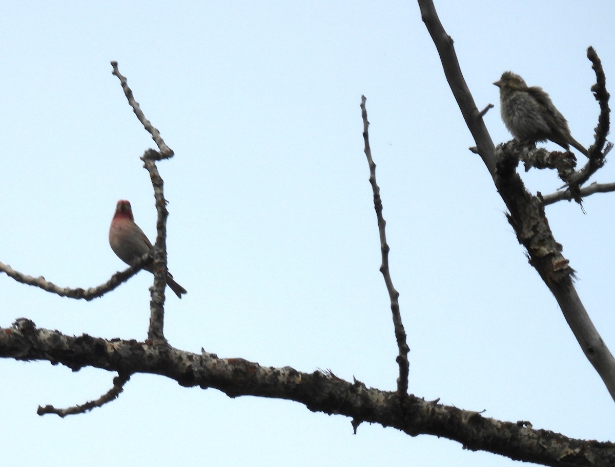 Cassin's Finch - ML620013674