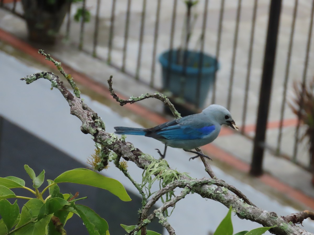 Blue-gray Tanager - ML620013675