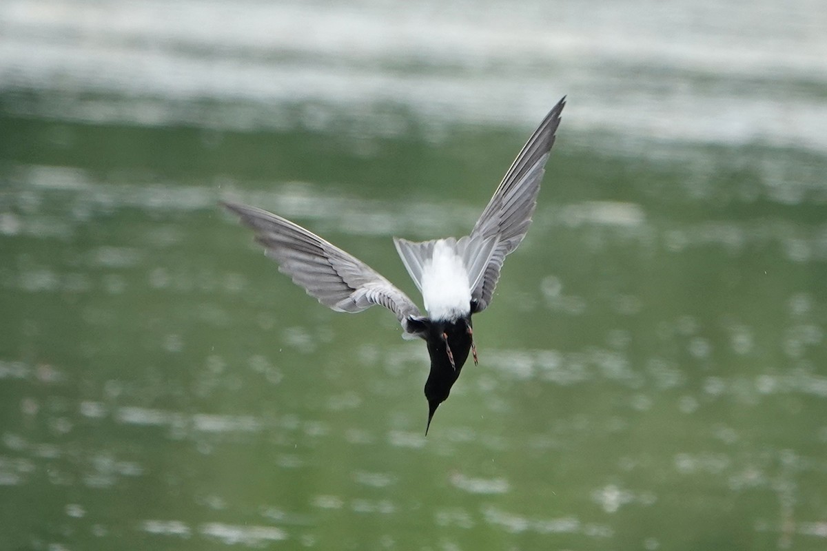 Black Tern - ML620013676