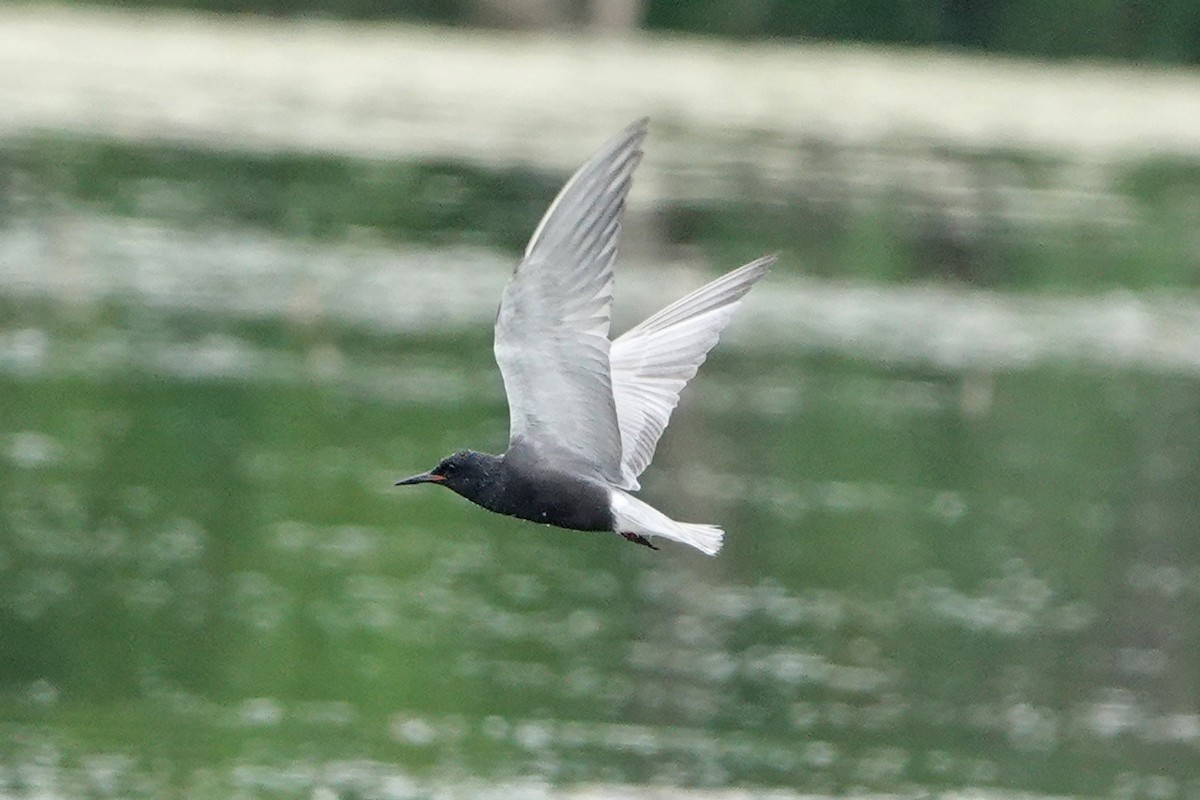 Black Tern - ML620013679