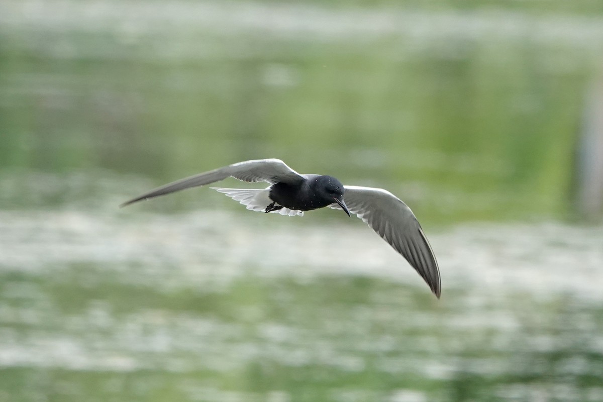 Black Tern - ML620013680