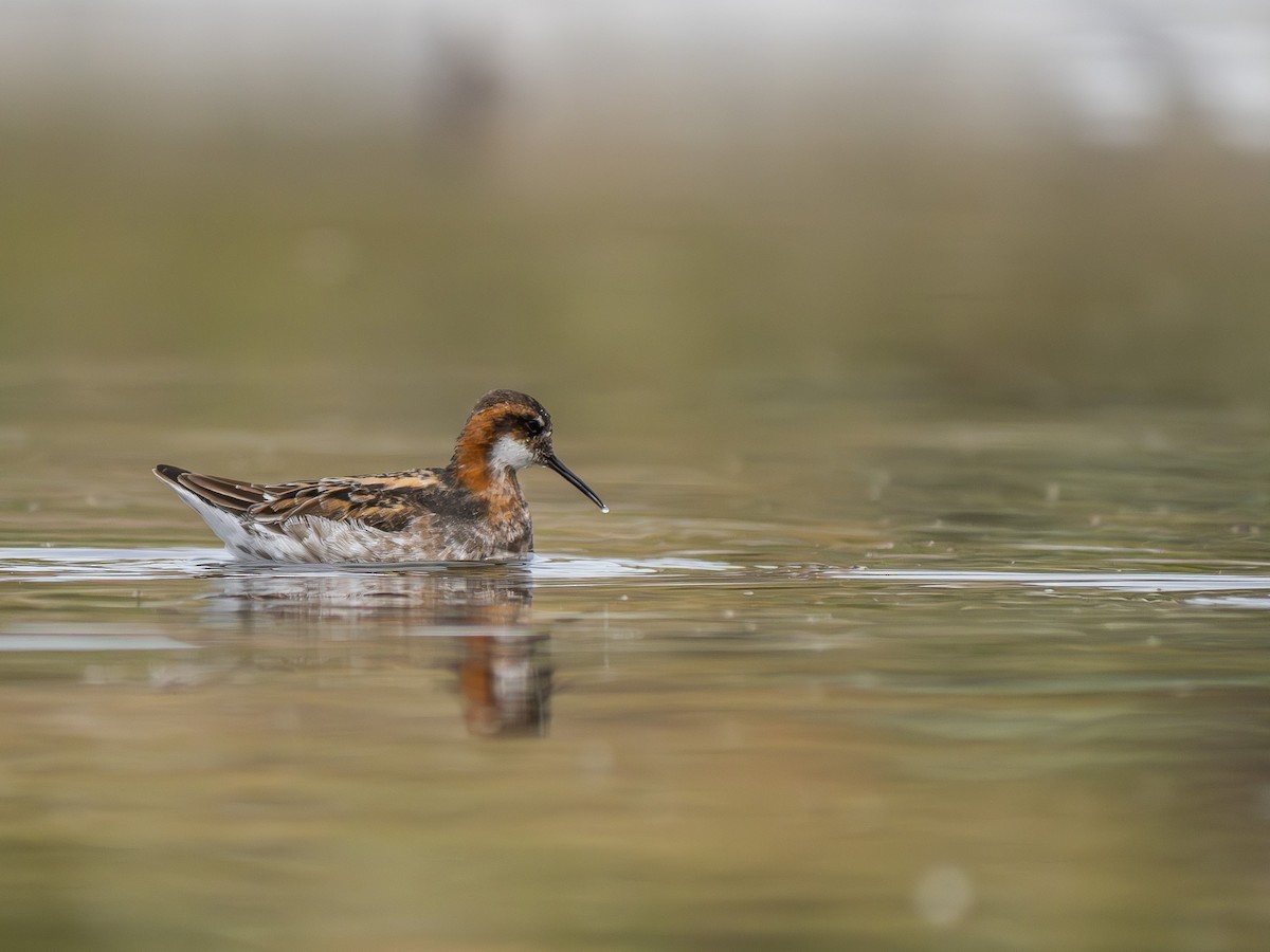 Phalarope à bec étroit - ML620013686