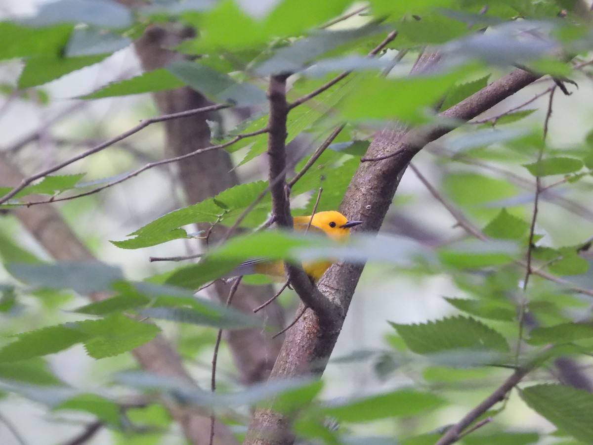 Prothonotary Warbler - ML620013698