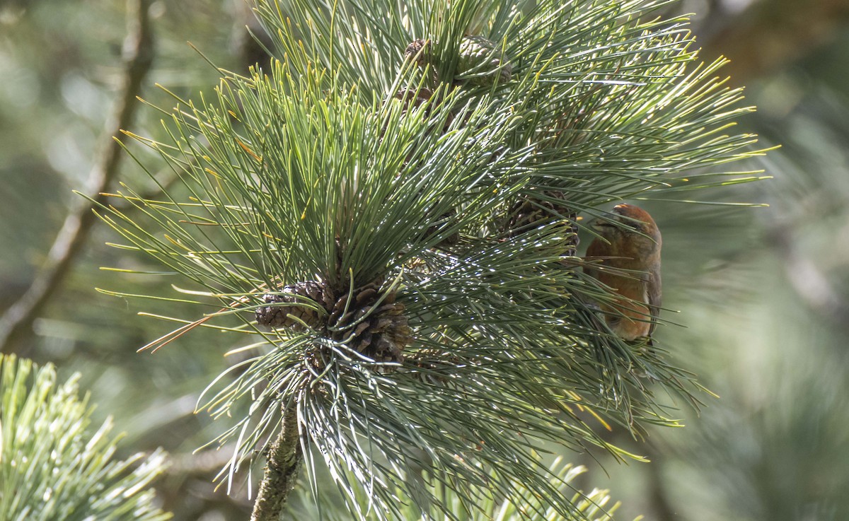 Red Crossbill - ML620013702