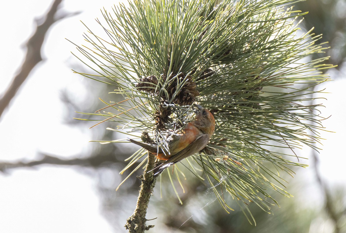 Red Crossbill - ML620013704