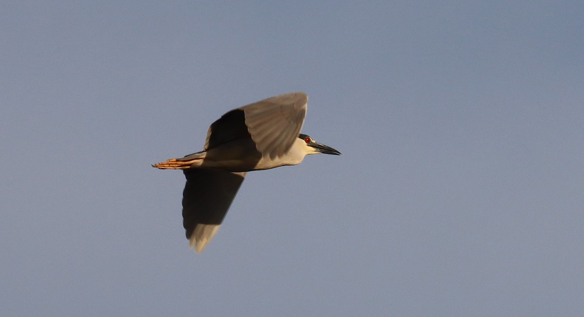 Black-crowned Night Heron - ML620013709