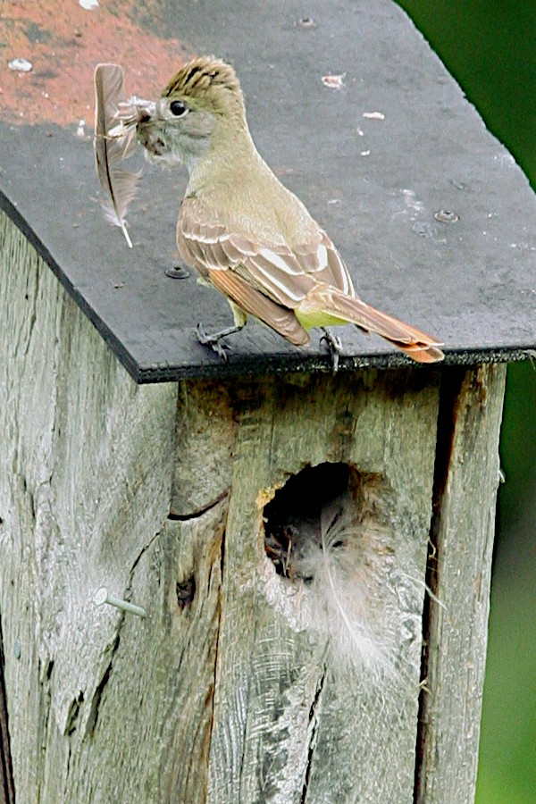 Great Crested Flycatcher - ML620013715