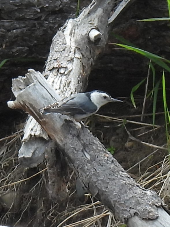 White-breasted Nuthatch - ML620013718