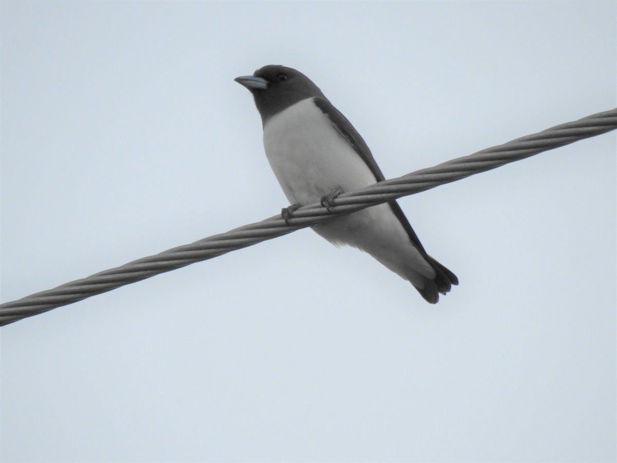 White-breasted Woodswallow - ML620013724