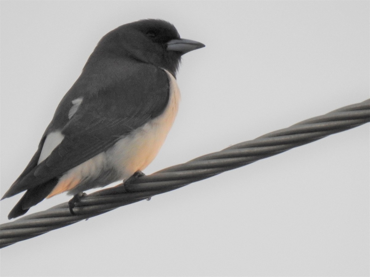 White-breasted Woodswallow - ML620013725