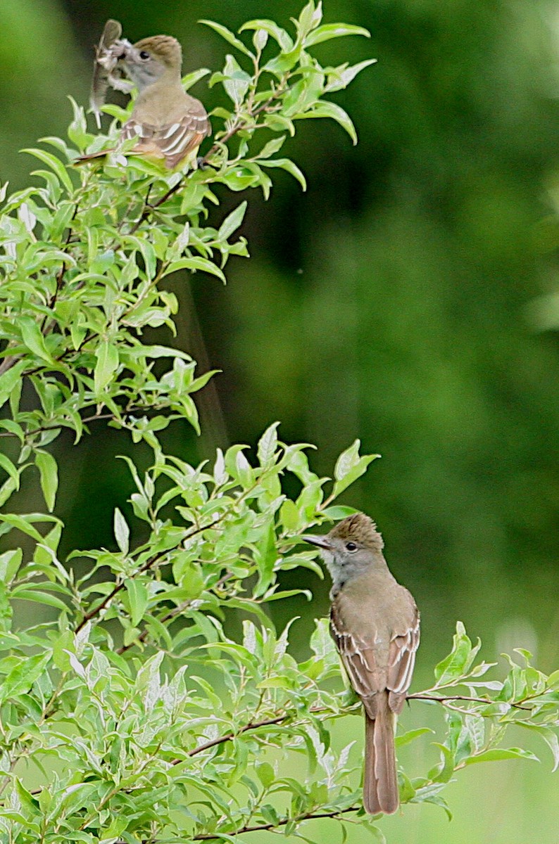Great Crested Flycatcher - ML620013731