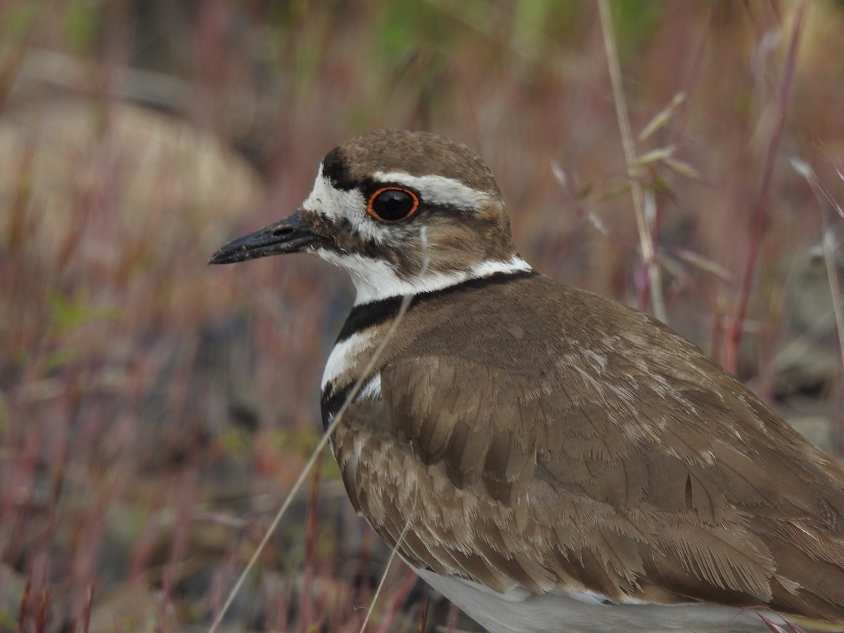 Killdeer - ML620013736