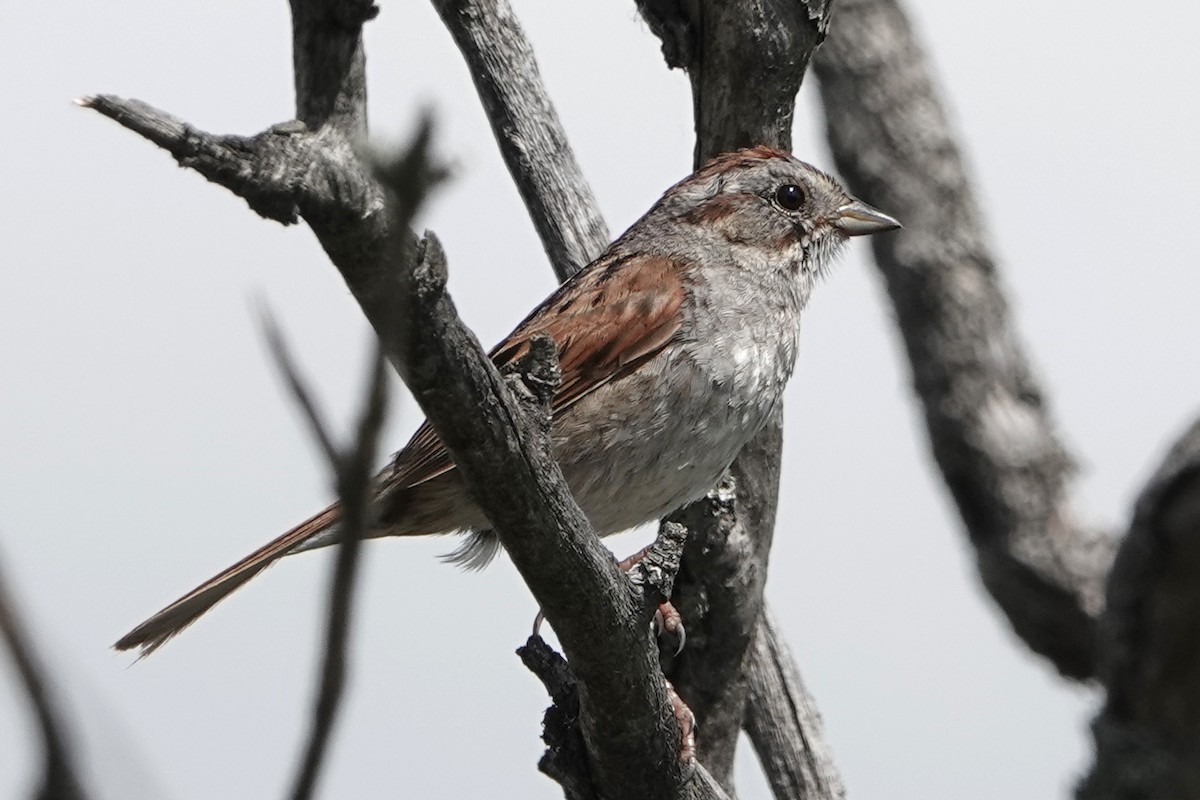 Swamp Sparrow - ML620013747