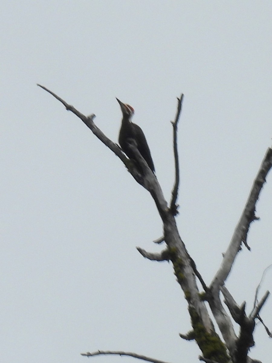 Pileated Woodpecker - ML620013751