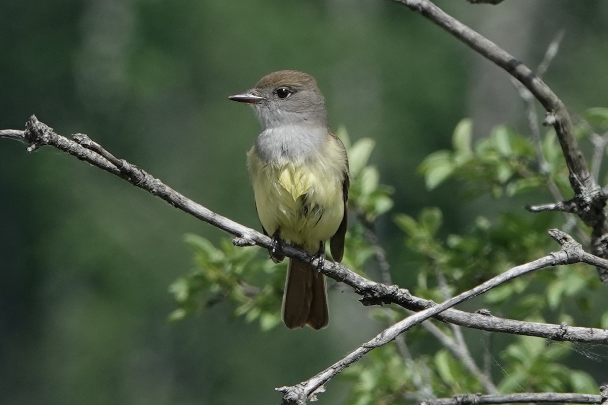 Great Crested Flycatcher - ML620013754