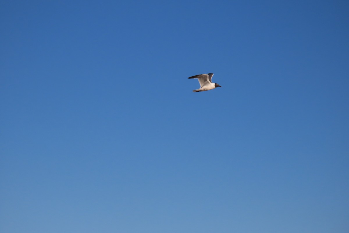 Mouette atricille - ML620013757