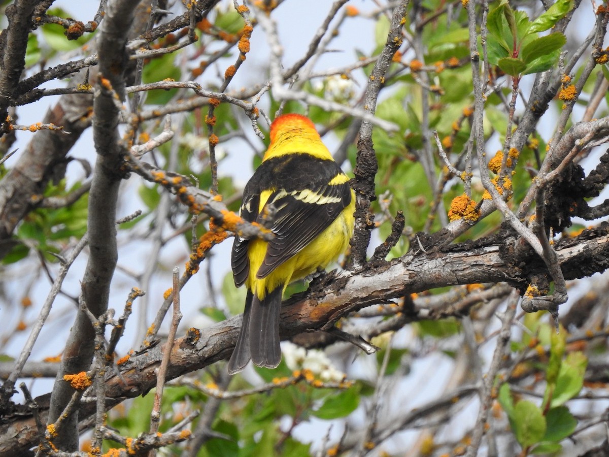 Western Tanager - ML620013758