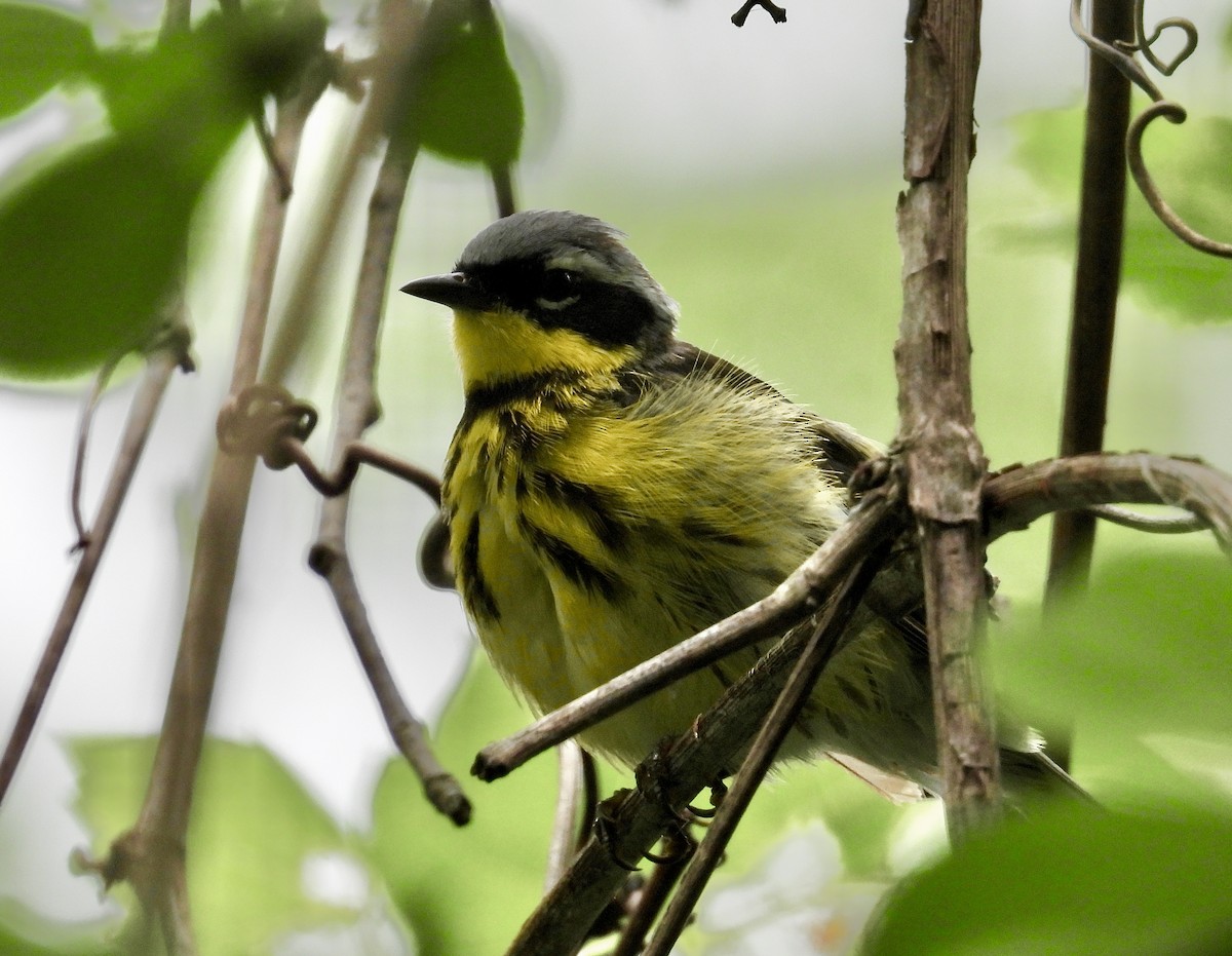 Magnolia Warbler - ML620013762