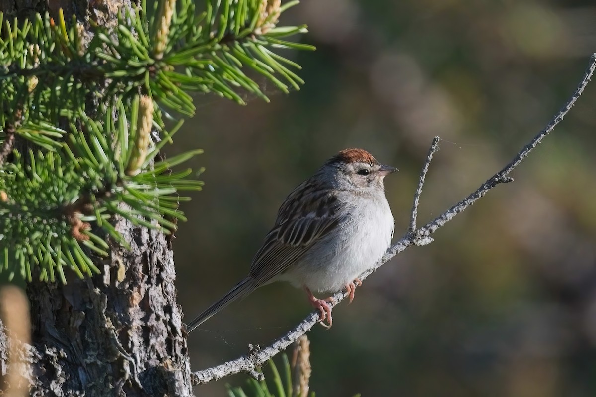 Chipping Sparrow - ML620013792