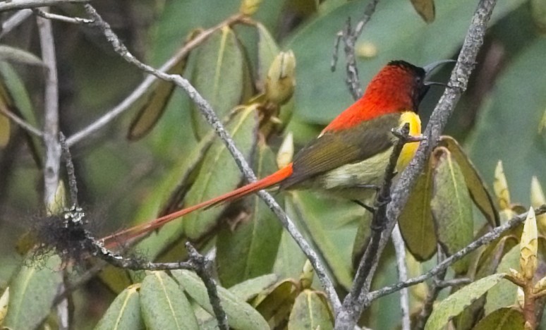 Fire-tailed Sunbird - ML620013819