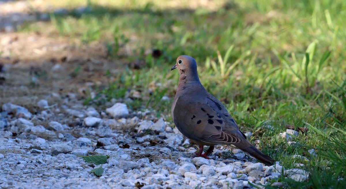 Mourning Dove - ML620013824