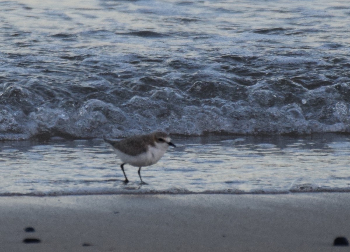 Double-banded Plover - ML620013834