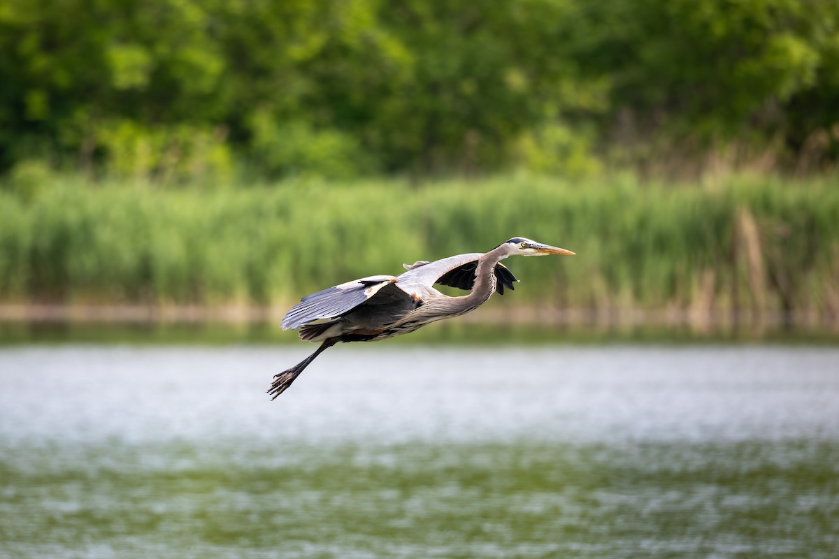 Great Blue Heron - Guillaume Hannes
