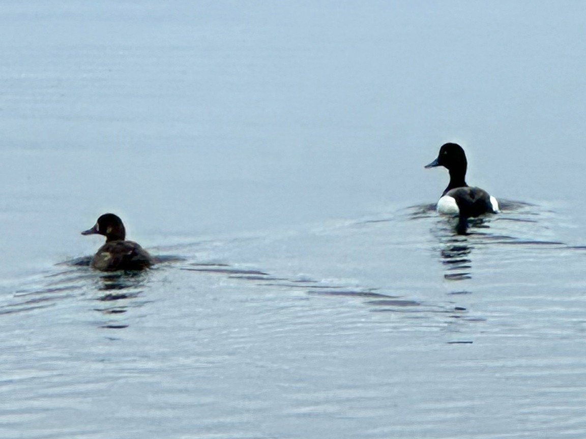 Greater Scaup - ML620013837