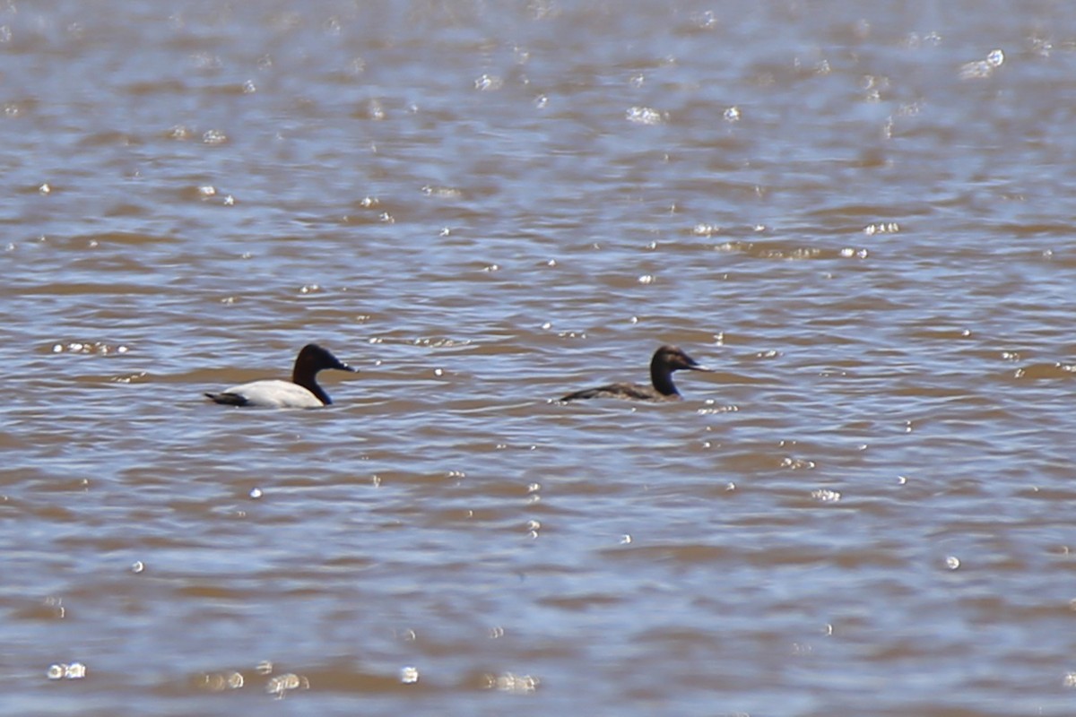 Canvasback - ML620013839