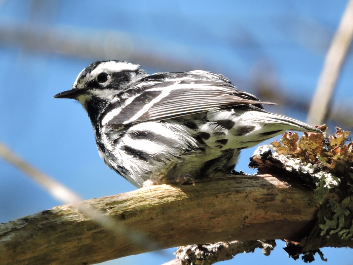 Black-and-white Warbler - ML620013876