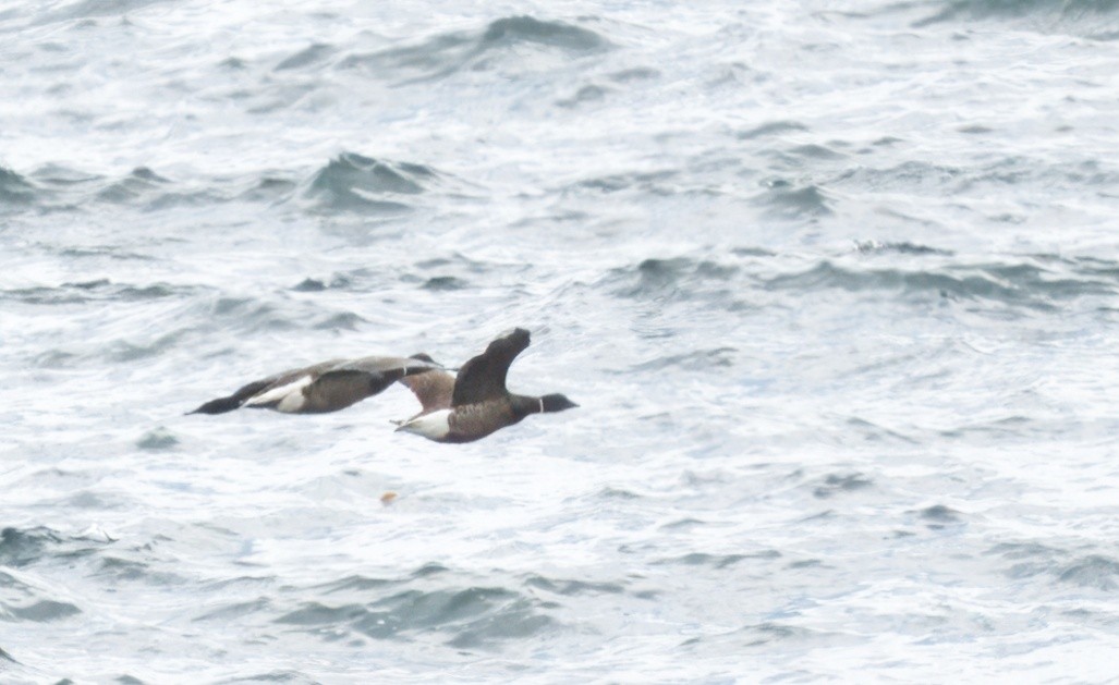 Brant - ML620013887