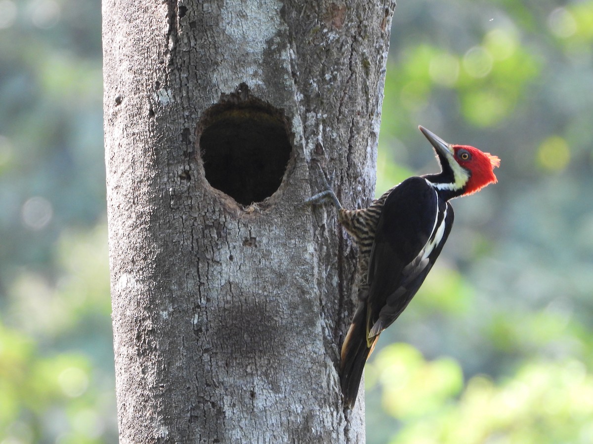 Guayaquil Woodpecker - ML620013906