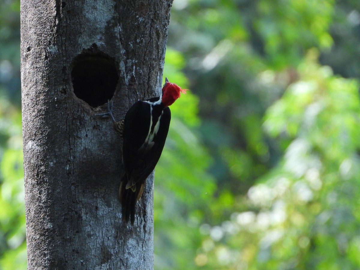 Guayaquil Woodpecker - ML620013918