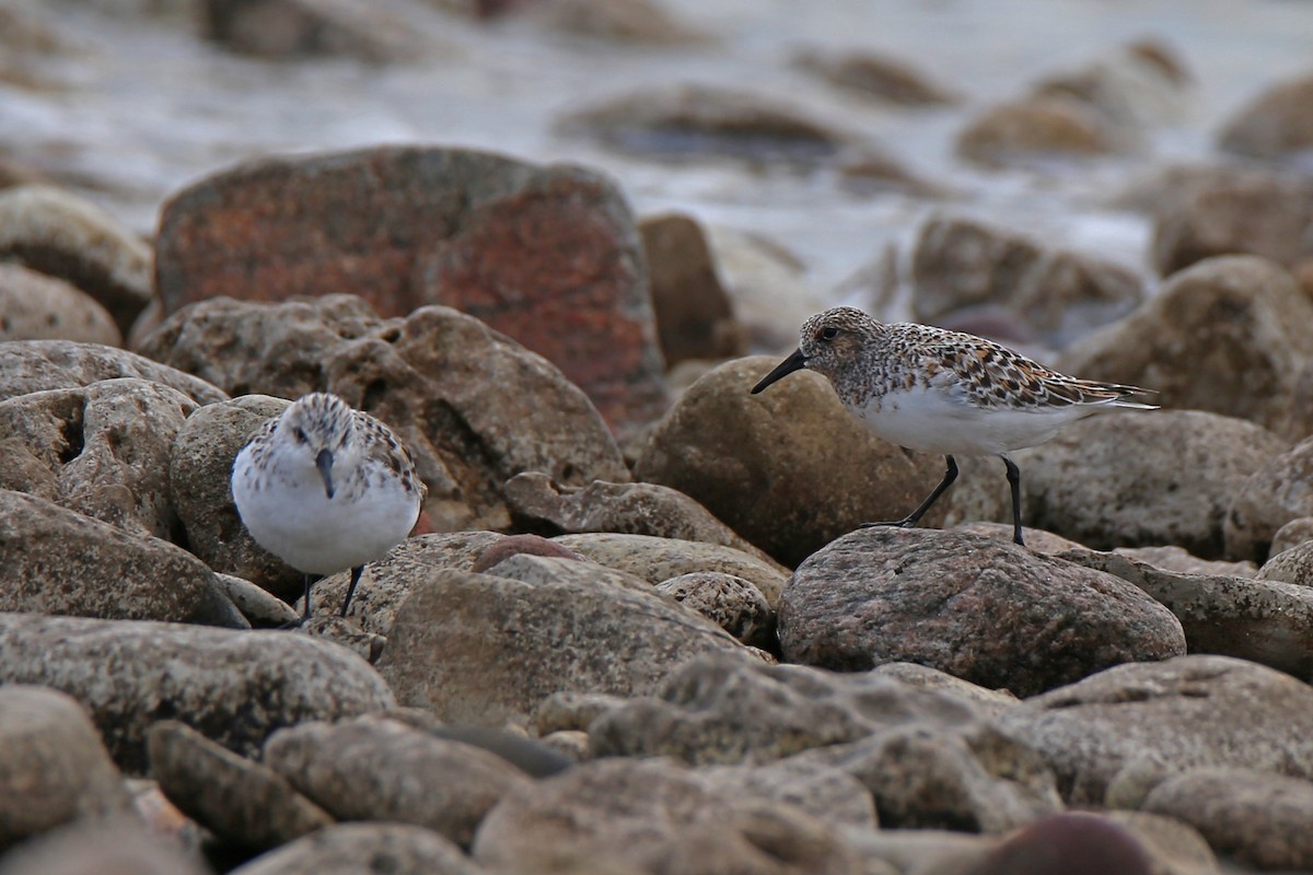 Bécasseau sanderling - ML620013920