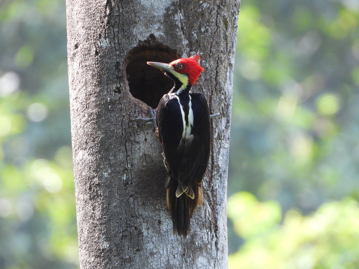 Guayaquil Woodpecker - ML620013923