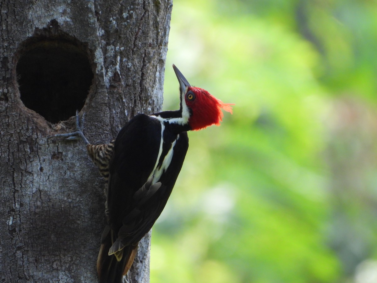 Guayaquil Woodpecker - ML620013924