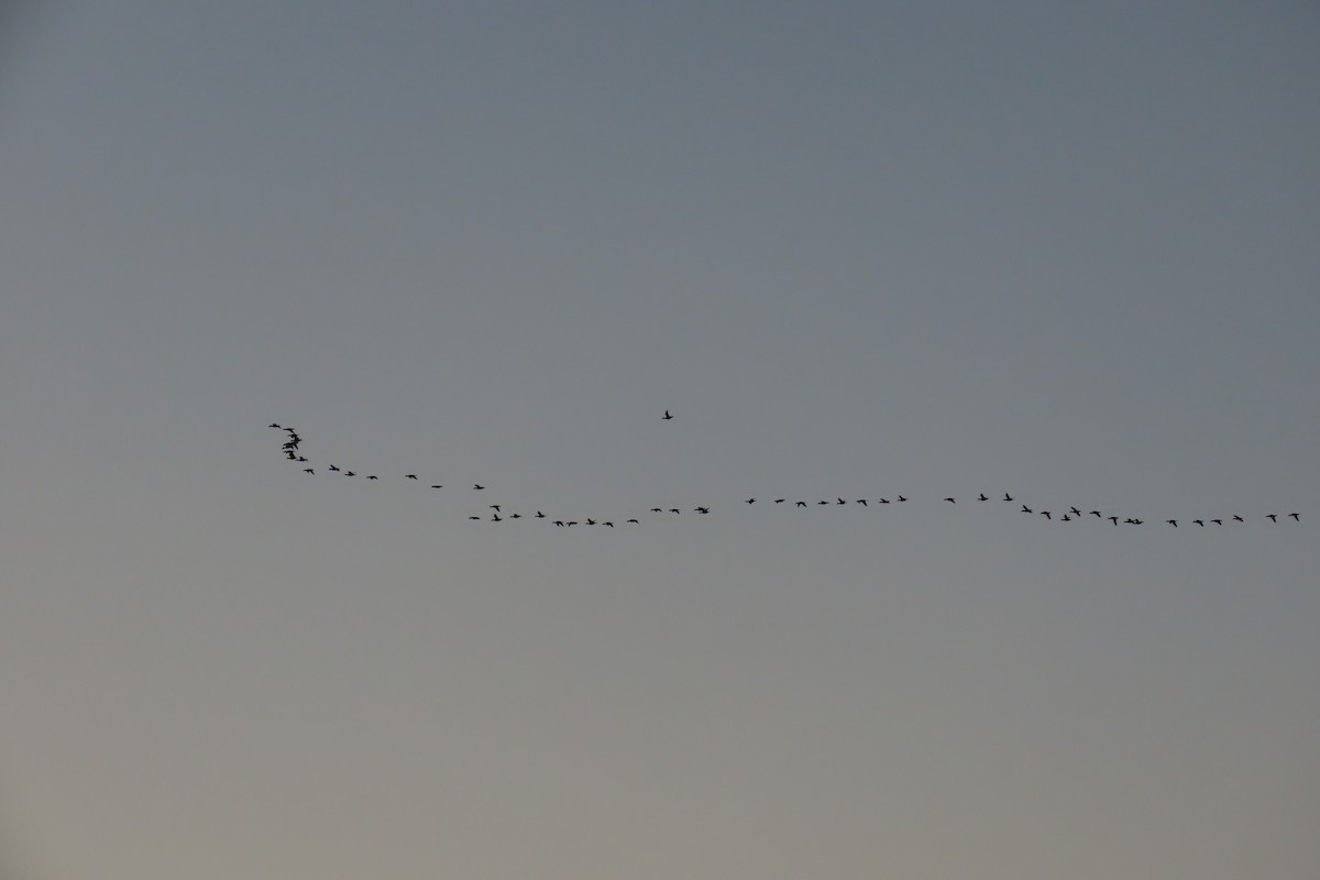 Greater/Lesser Scaup - ML620013925