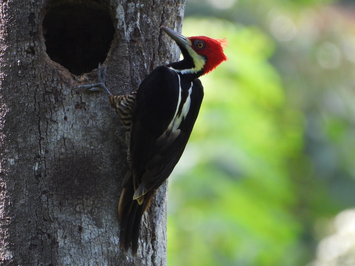 Guayaquil Woodpecker - ML620013926