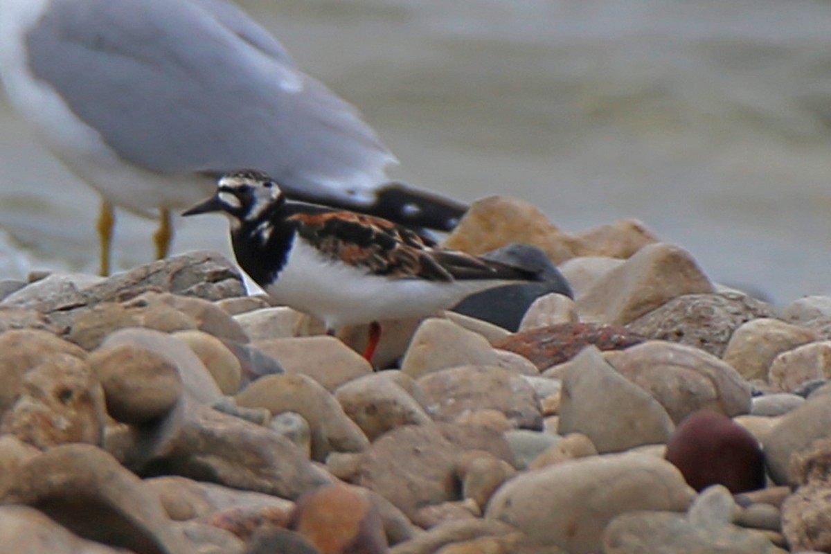 Ruddy Turnstone - ML620013927