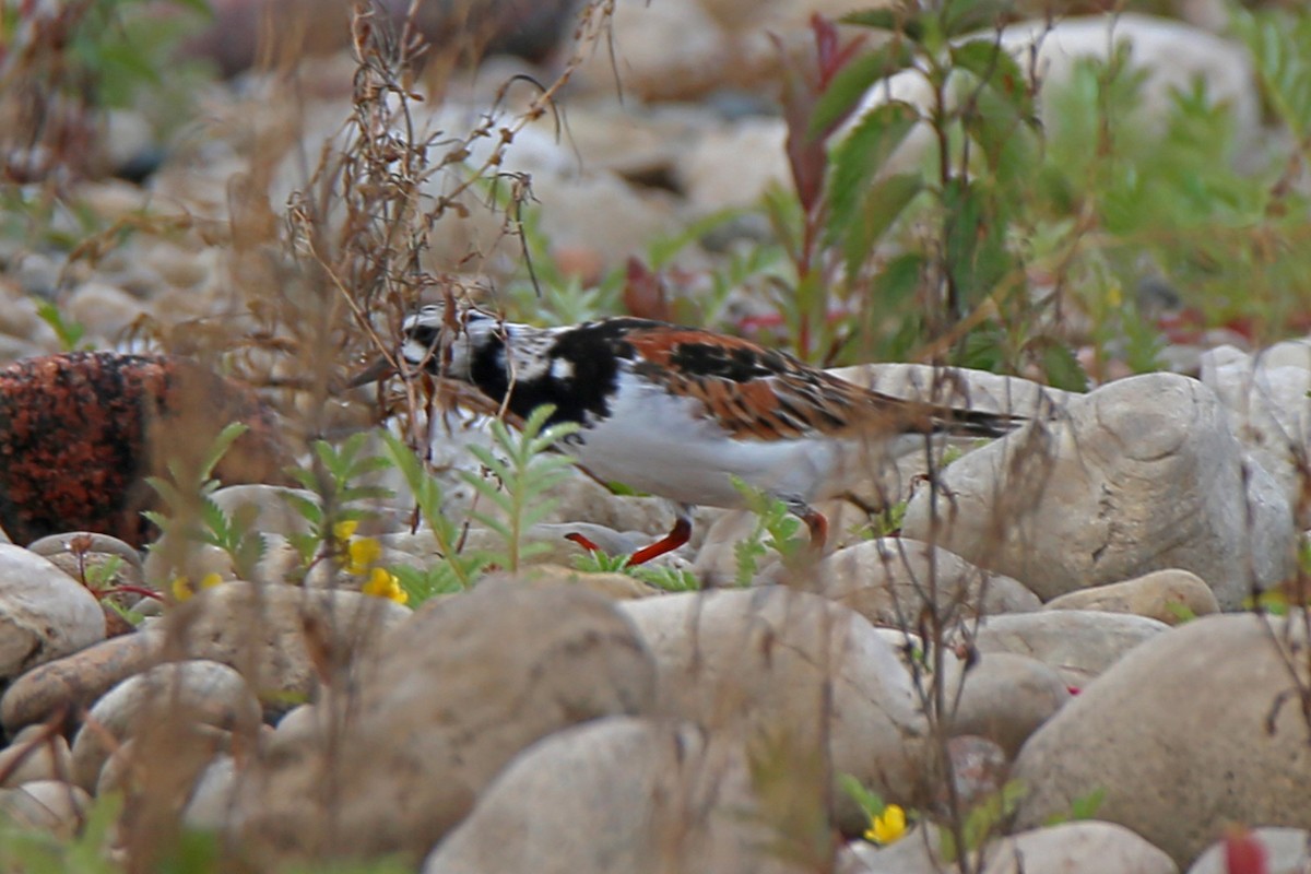 Ruddy Turnstone - ML620013928