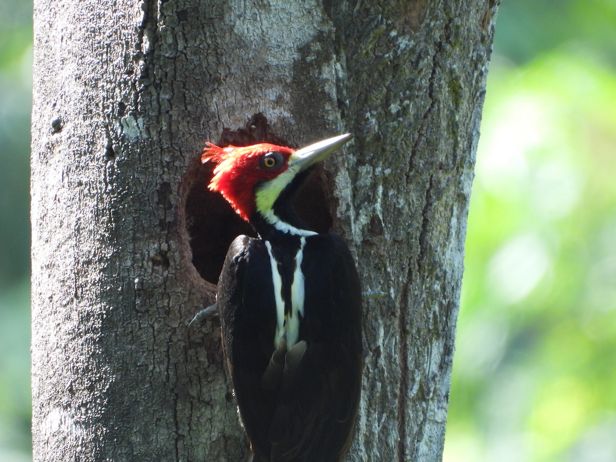 Guayaquil Woodpecker - ML620013929