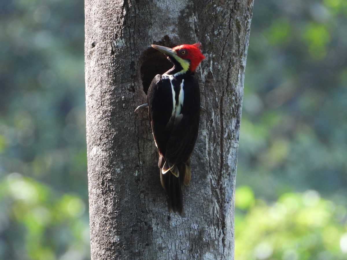 Guayaquil Woodpecker - ML620013930