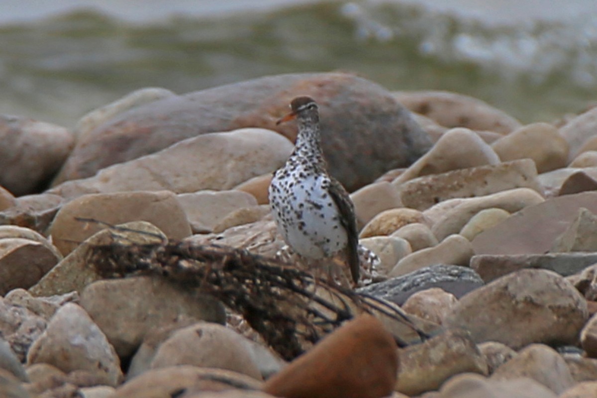 Spotted Sandpiper - ML620013935