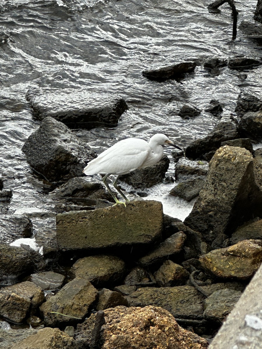 Snowy Egret - ML620013946